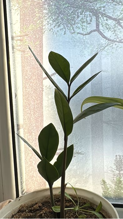 Продам цветы  распродаю срочно