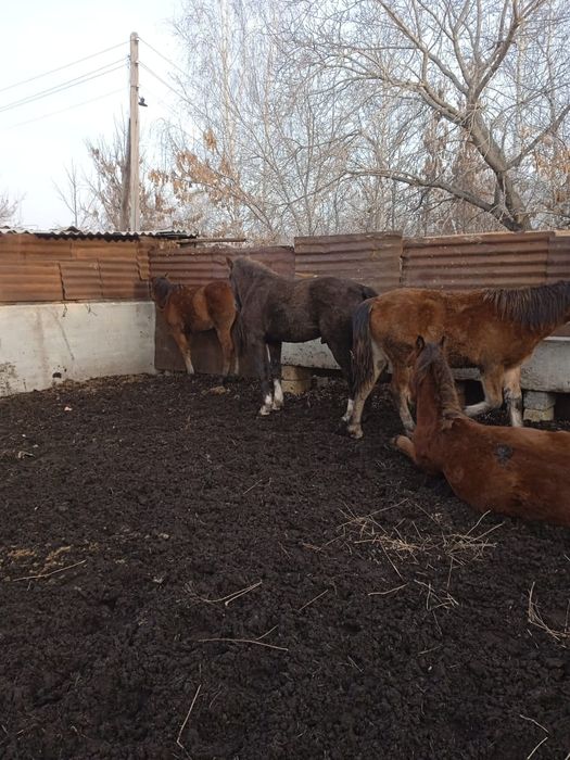 Продам полтарашек 600 тыс