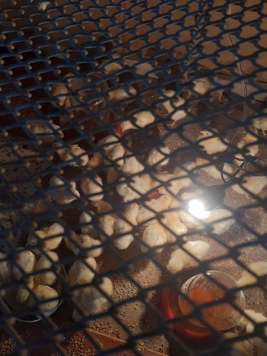 Jõja bor soni cheklanmagan oladiganlar yozilar termiz bõyicha dastafka