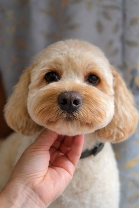 Стрижка собак,Груминг В отличном салоне!