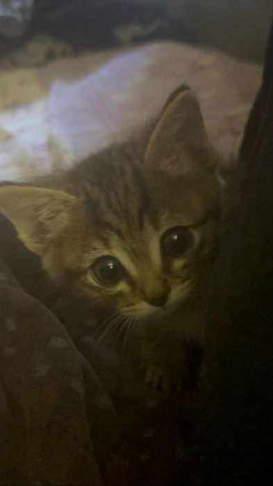 котенок девочка ищет дом