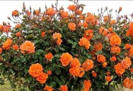 Butas(Răsad) Trandafir Japonez Hibiscus Sinensis,Rosu,Roz,Alb,Mov,Galb