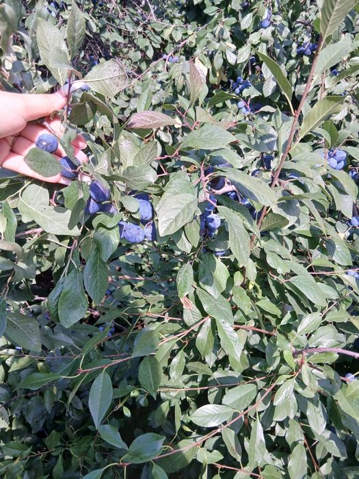 Продам домашнюю сливу