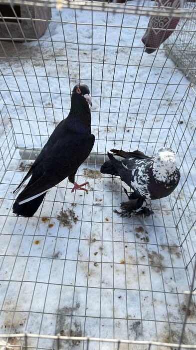 Голуби (көгершіндер) сатылады