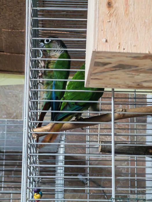 Vând pereche adulta papagali Pyrrhura Molinae