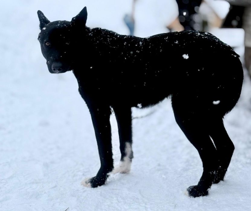 Отдам щенка 8 месяцев