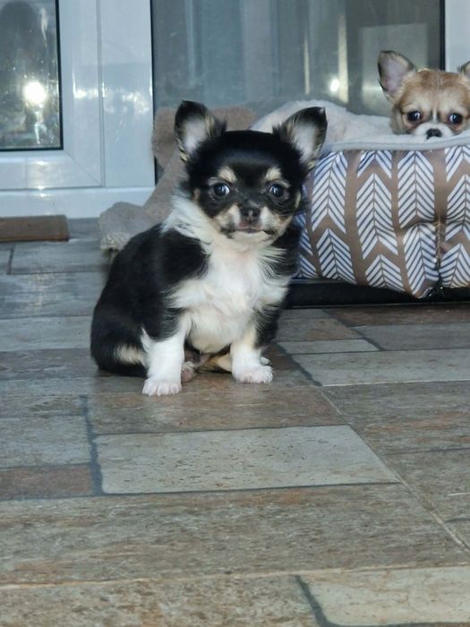 Чихуа на два месеца