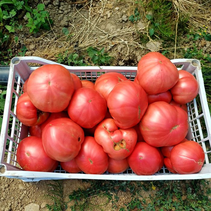 Продавам розов домат