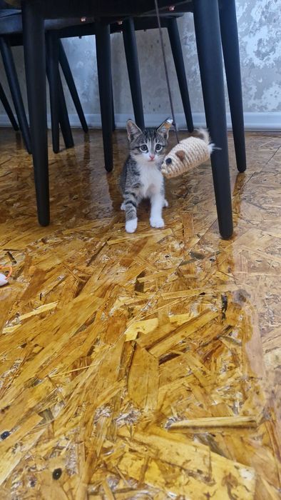 Отдам котят в хорошие руки бесплатно