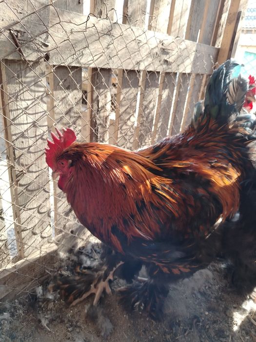 Кохинхин золотоцы