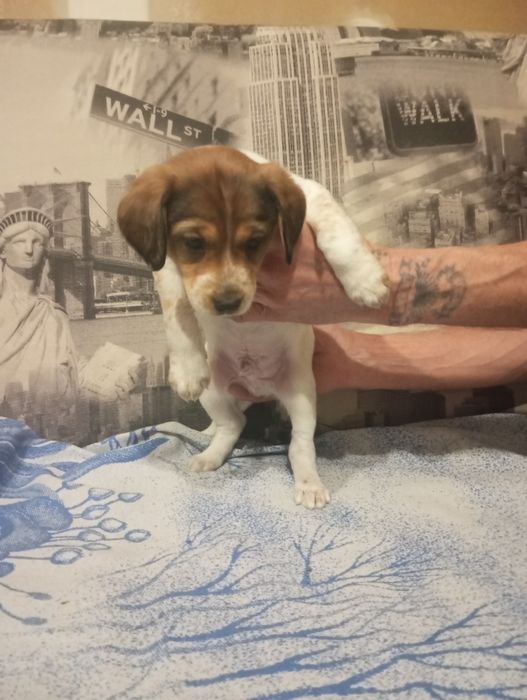 Отдам щенков в добрые руки