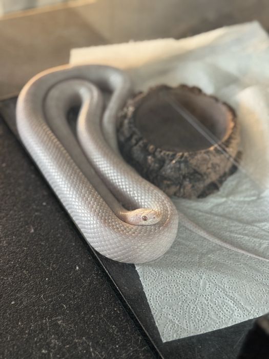 Corn snake blizzard