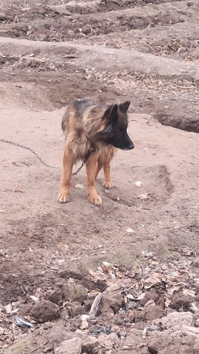 Сатылады. Колга уйретилген акыллы