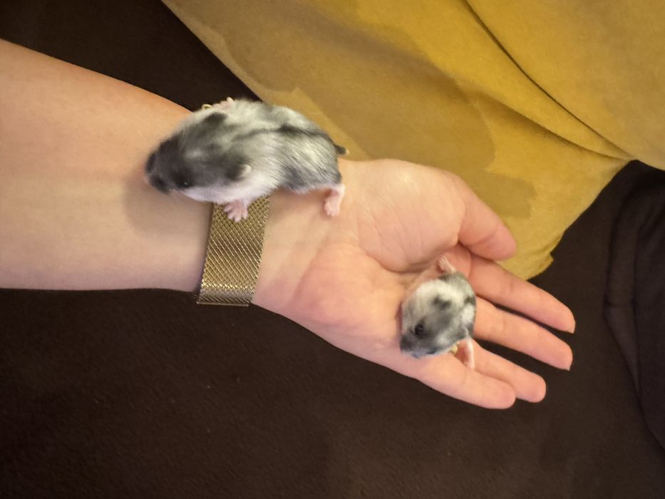 Vand Hamster pitic