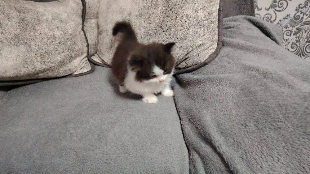 Отдадим двух котят в добрые руки