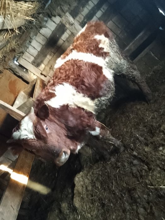 Телята телочки и бычки