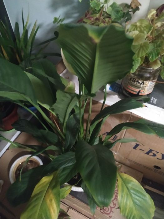 Цветы домашние. Много разных