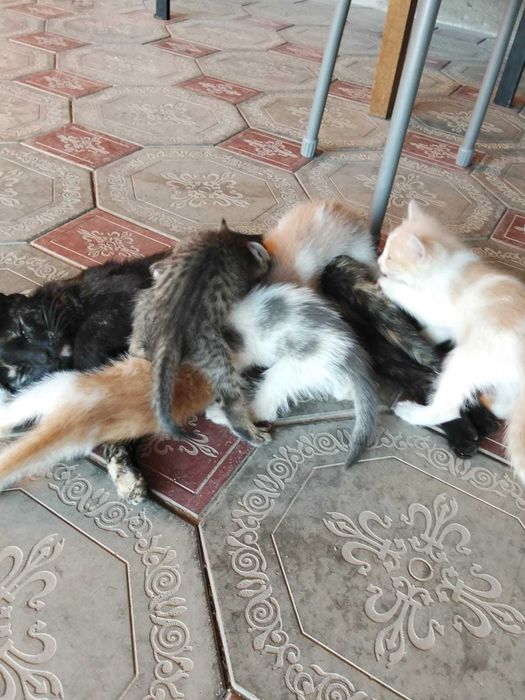 Котята в добрые руки (все мальчики)