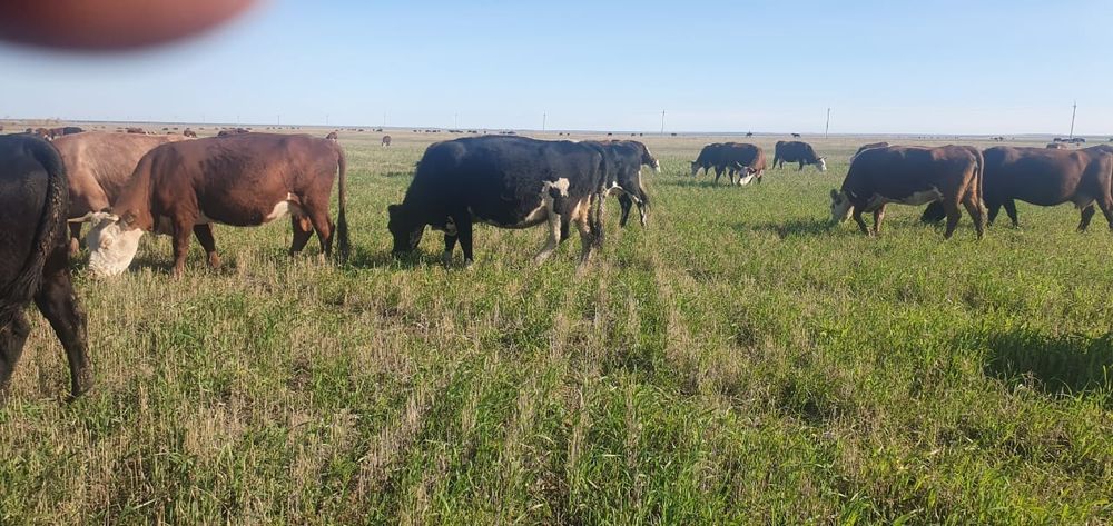 Продам коров с телятами