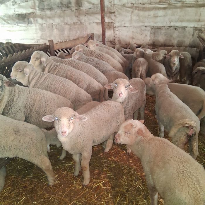 Animale de vanzare/ Miei