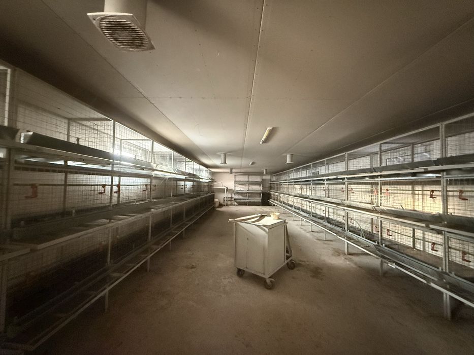 Куринные клетки