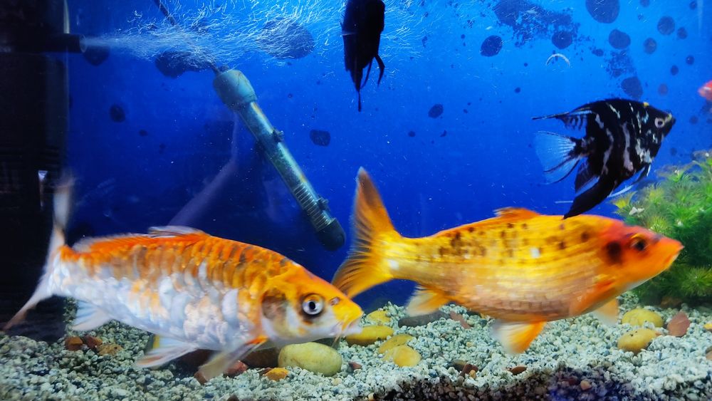 Продам карпов кои