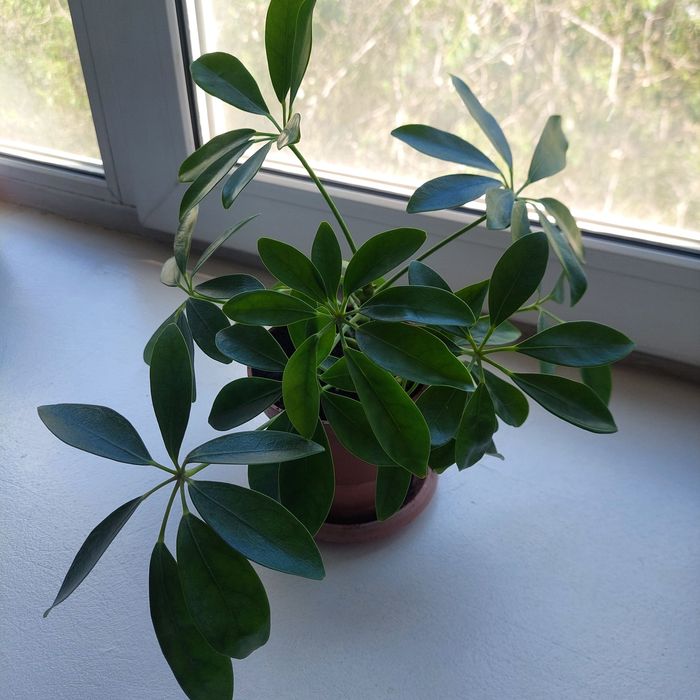 Продам  шеффлеру