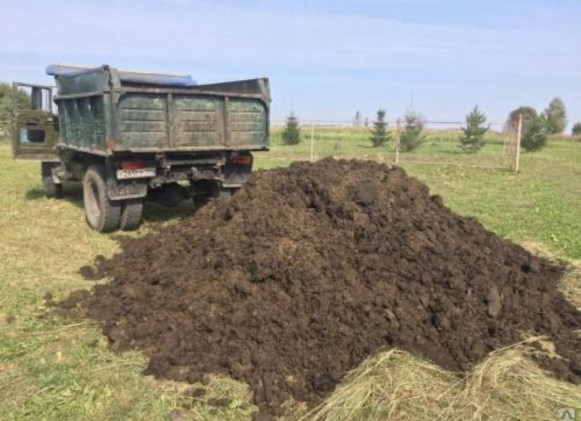 Коровий перегной, Навоз