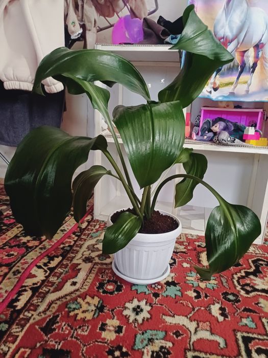 Эухарис-амазонская лилия