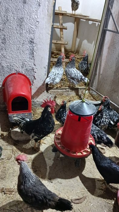 Oua pentru incubat gaini italiene, australorp si ameraucana