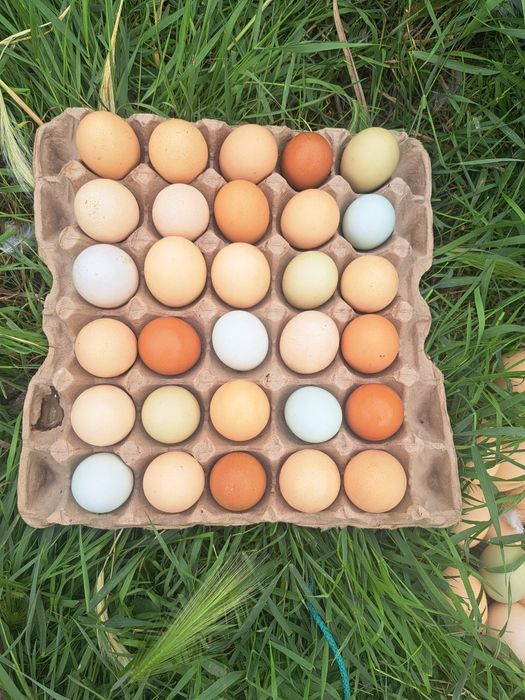 Яйцо куриное 650