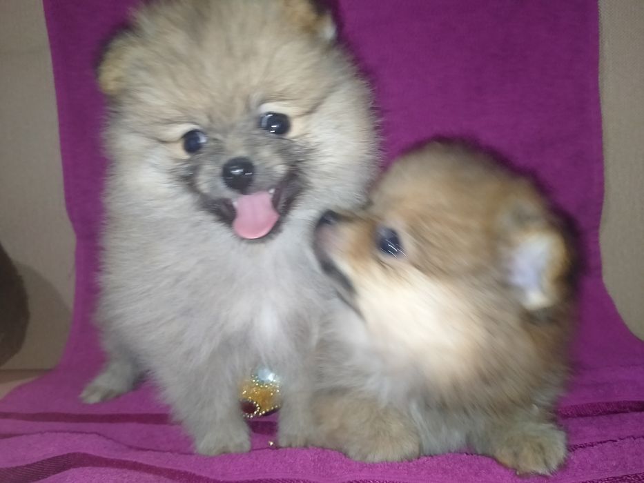 Померанский шпиц