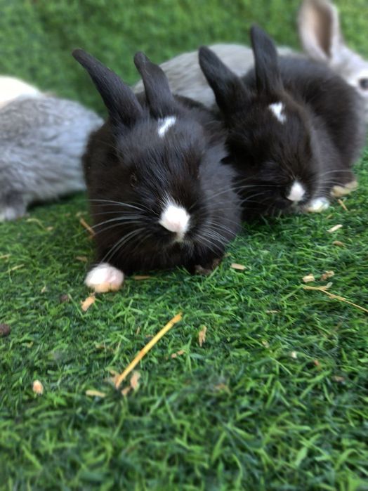 Flandr Quyon bolalari velikan zotdor