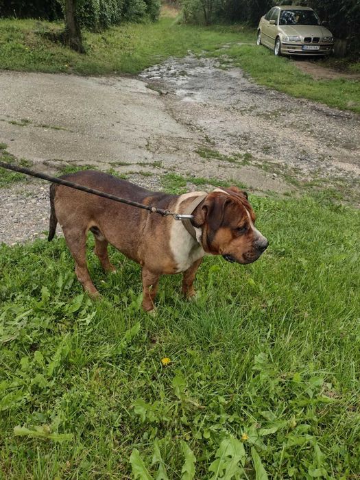 Подарявам английски булдог