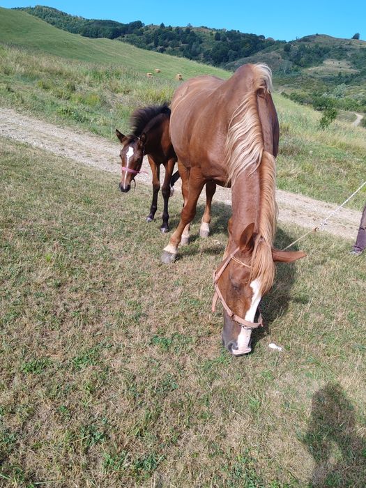 De vânzare iapa frumoasă