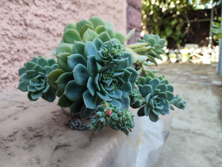 Эхеверия изящная.