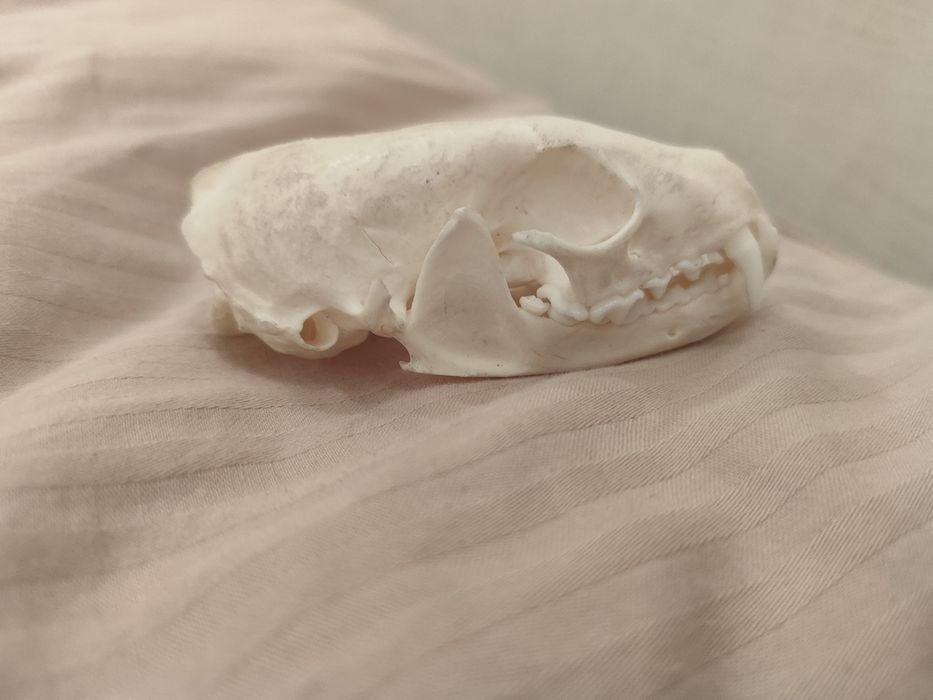 Череп соболя (имитация)