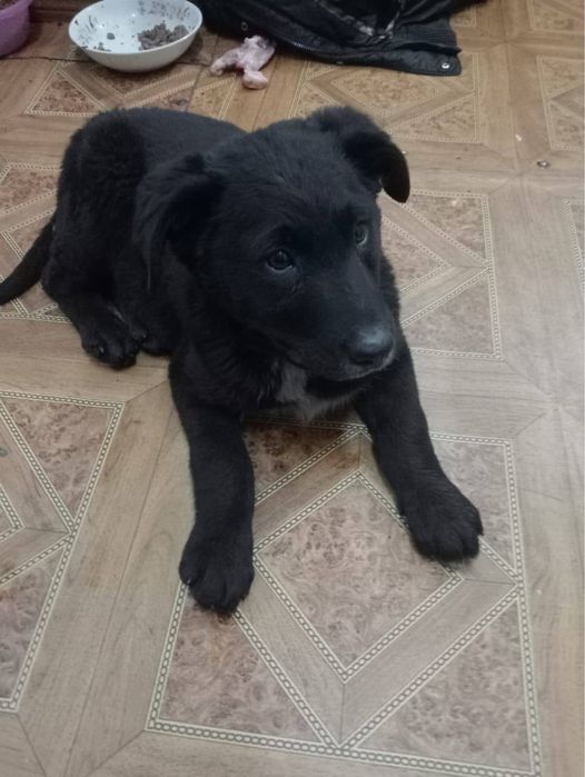 Щенок в добрые руки!