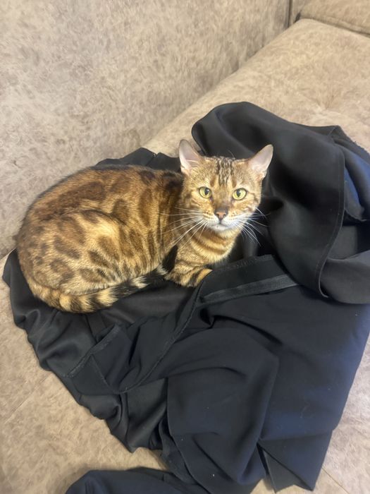 Кошка бенгальская