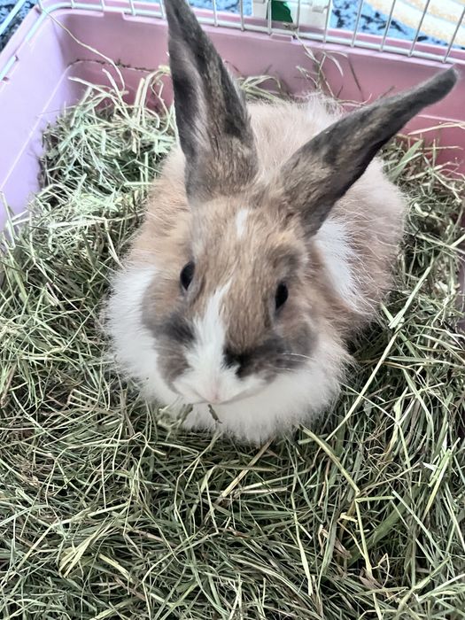 Продам декоративных кроликов