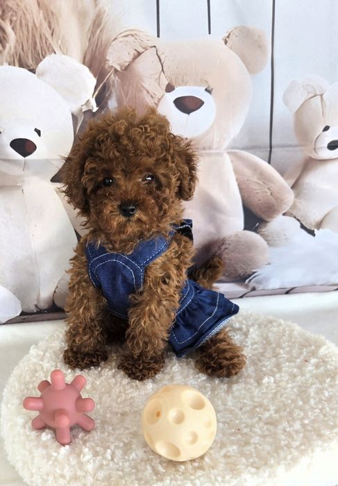 Пудел той/ пудел тийкъп с родословие