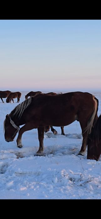 Продам табунного жеребца