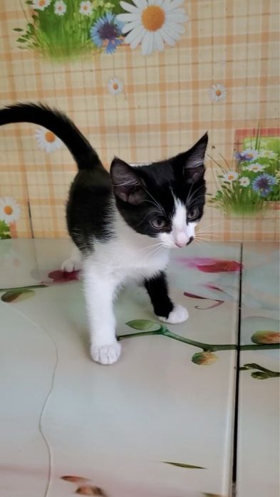 Отдам в добрые руки котенка
