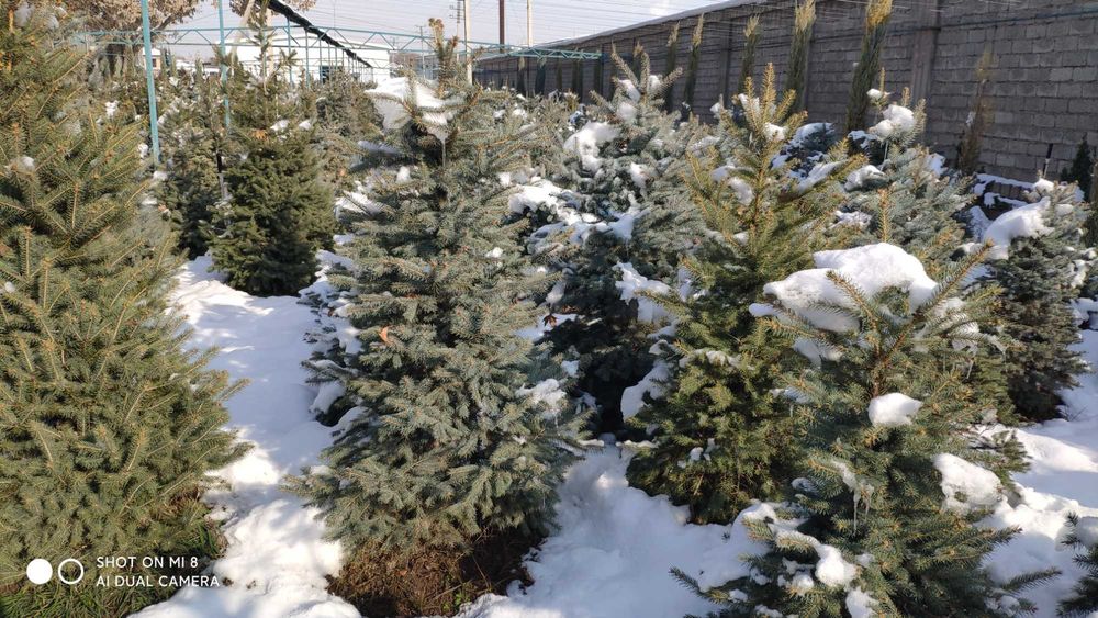 Голубая (зеленая) ель