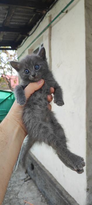 Мурлыкающие комочки счастья ищут дом