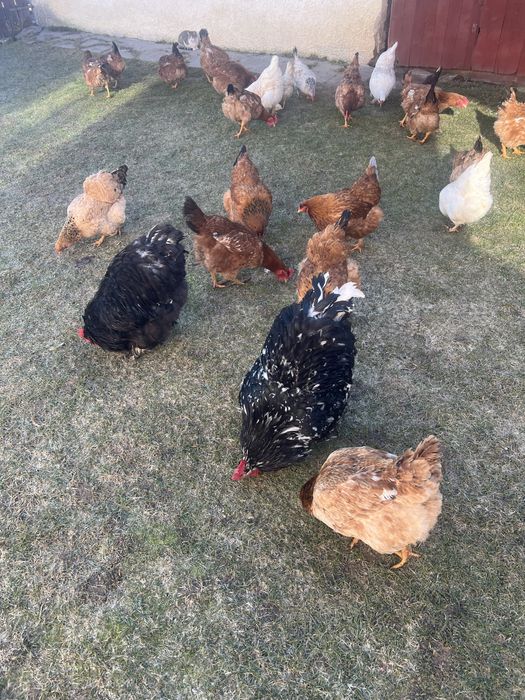 Vand cocos brahma tanar