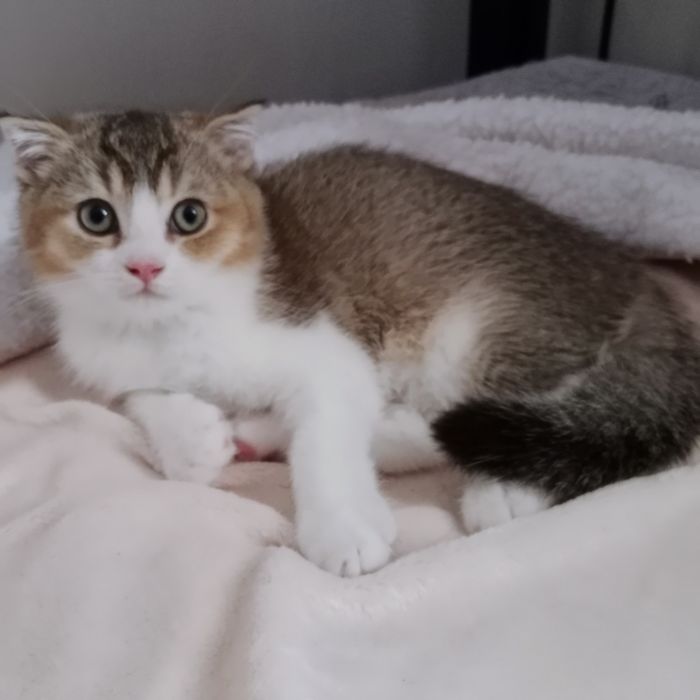Котята разные, Цены разные