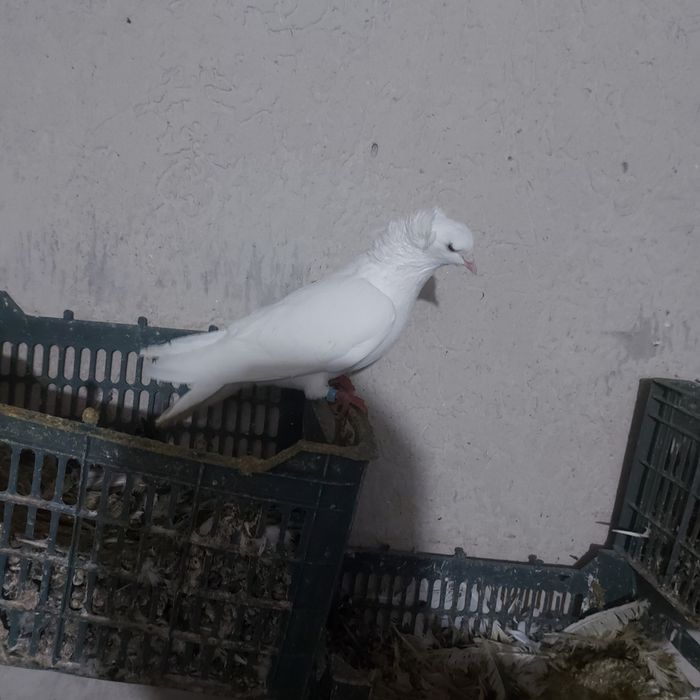 Бели чубати бровястые самец