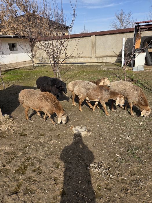 Арашан қошқарлар