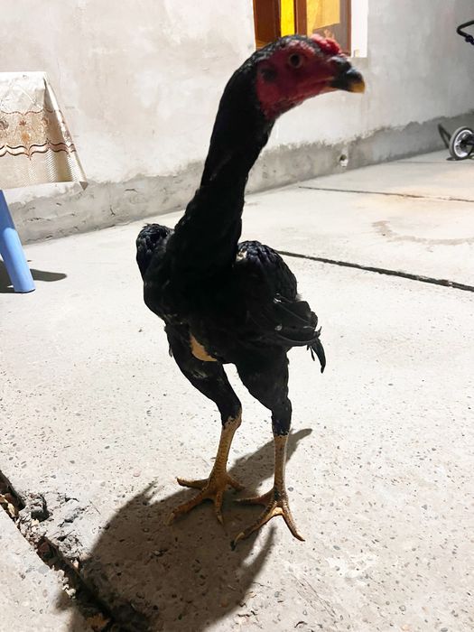 Даканглар сотилади